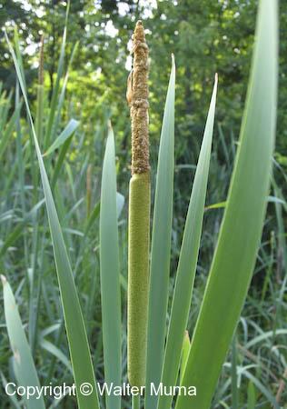 Common Cattail (Typha latifolia)