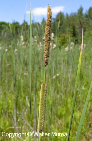 Narrow-leaved Cattail (Typha angustifolia)