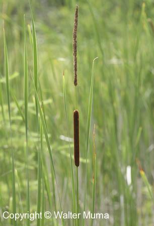 Narrow-leaved Cattail (Typha angustifolia)