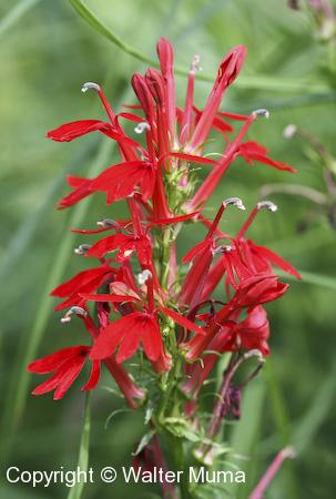 Cardinal Flower (Lobelia cardinalis) flowers