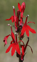 Cardinal Flower (Lobelia cardinalis) flowers