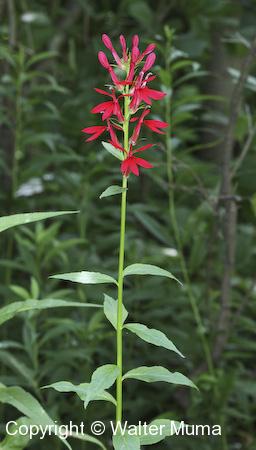 Cardinal Flower (Lobelia cardinalis) plant
