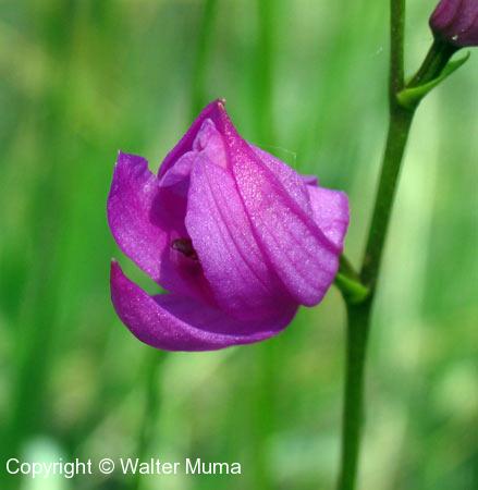 Grass Pink (Calopogon tuberosus) flower opening