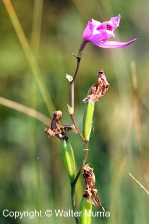 Grass Pink (Calopogon tuberosus) seed pods