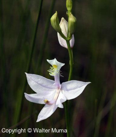 Grass Pink (Calopogon tuberosus) white flower