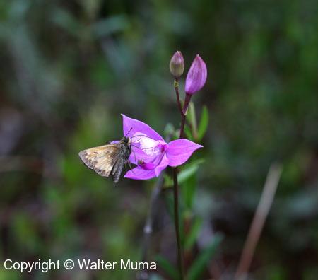 Grass Pink (Calopogon tuberosus) flower and Skipper butterfly