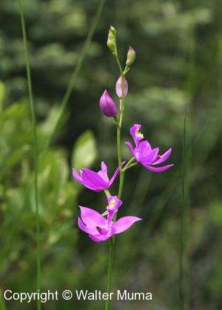 Grass Pink (Calopogon tuberosus) flowers