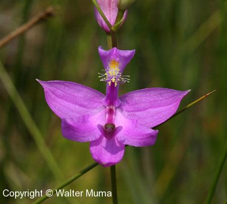 Grass Pink (Calopogon tuberosus) flower