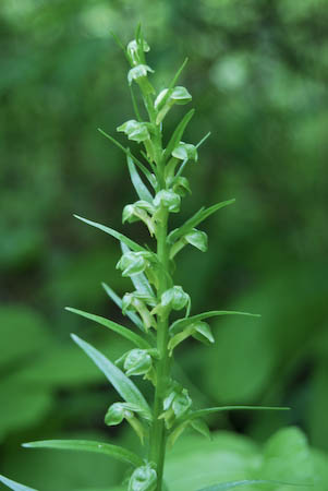 Long-bracted Green Orchid (Dactylorhiza viridis) plant and flowers