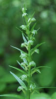 Orchid, Long-bracted Green (Dactylorhiza viridis) flowers