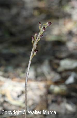 Spotted Coralroot (Corallorhiza maculata)