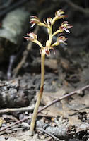 Spotted Coralroot (Corallorhiza maculata)