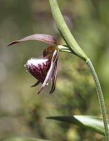 Lady's Slipper, Ram's Head (Cypripedium arietinum) flowers