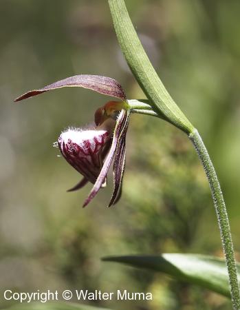 Ram's Head Lady's Slipper (Cypripedium arietinum) flower