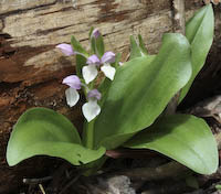 Orchid, Showy (Galearis spectabilis)