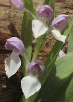 Orchid, Showy (Galearis spectabilis) flowers