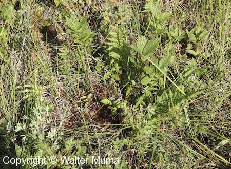 Green Adder's Mouth (Malaxis unifolia) plant