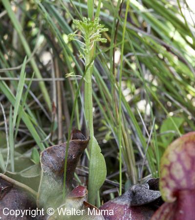 Green Adder's Mouth (Malaxis unifolia) plant