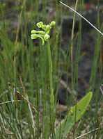 Club Spur Orchid (Platanthera clavellata)