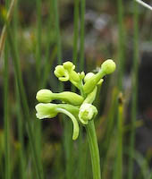 Orchid, Club Spur (Platanthera clavellata) flowers