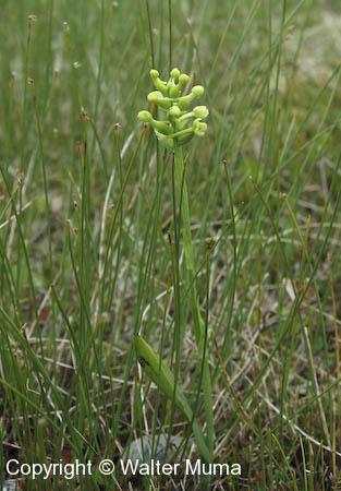 Club Spur Orchid (Platanthera clavellata) plant