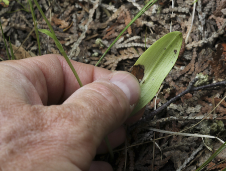 Club Spur Orchid (Platanthera clavellata) leaf
