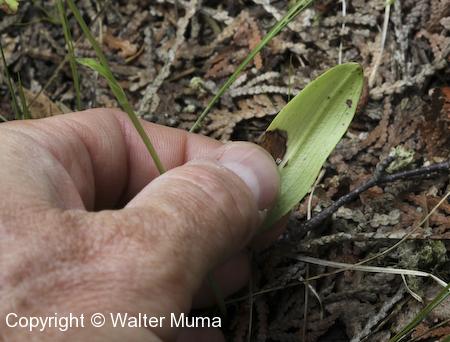Club Spur Orchid (Platanthera clavellata) leaf