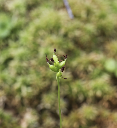 Club Spur Orchid (Platanthera clavellata) seed pods