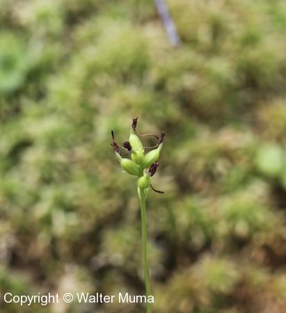 Club Spur Orchid (Platanthera clavellata) seed pods