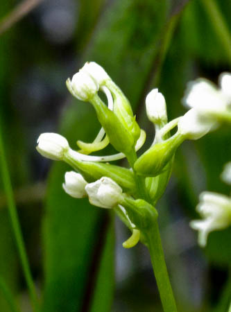 Club Spur Orchid (Platanthera clavellata) flowers