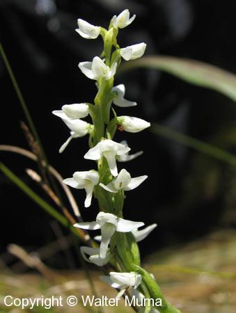 White Bog Orchid (Platanthera dilatata)