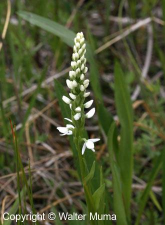 White Bog Orchid (Platanthera dilatata)