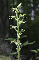 Orchid, Hooker's (Platanthera hookeri)