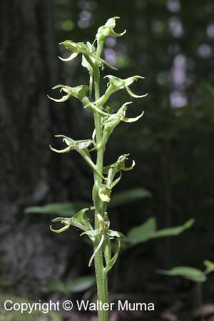 Hooker's Orchid (Platanthera hookeri) flowers