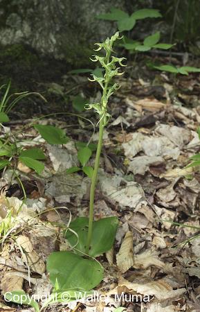 Hooker's Orchid (Platanthera hookeri) plant