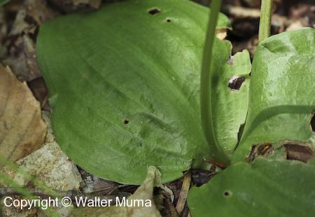 Hooker's Orchid (Platanthera hookeri) leaves
