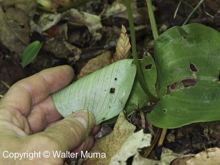 Hooker's Orchid (Platanthera hookeri) leaf