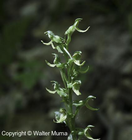 Hooker's Orchid (Platanthera hookeri) flowers