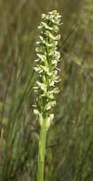Orchid, Northern Green (Platanthera hyperborea) flowers