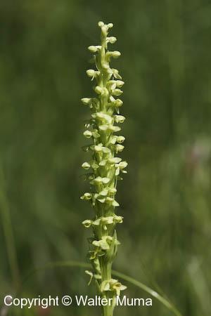 Northern Green Orchid (Platanthera hyperborea)