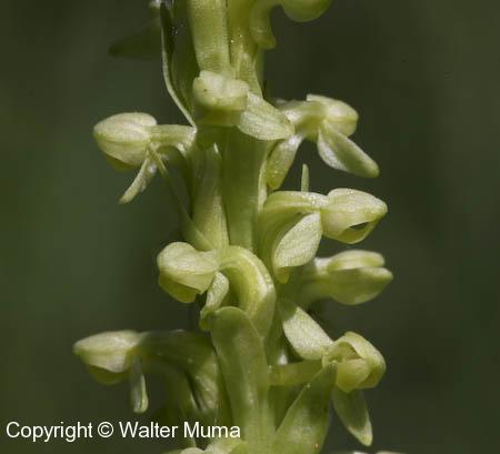 Northern Green Orchid (Platanthera hyperborea)