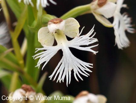 Prairie White Fringed Orchid (Platanthera leucophaea)