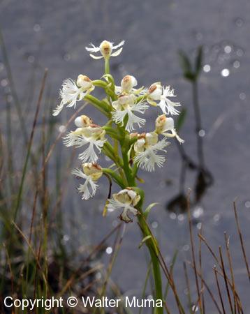 Prairie White Fringed Orchid (Platanthera leucophaea)