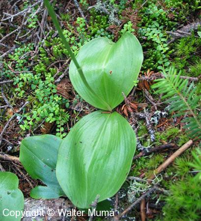 Large Round Leaf Orchid (Platanthera macrophylla)