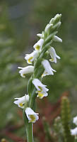 Ladies' Tresses, Wide-leaved (Spiranthes lucida) flowers