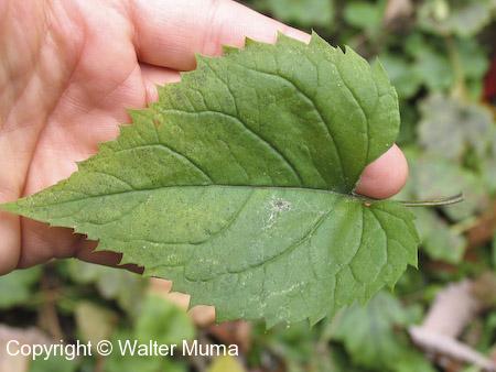 White Wood Aster (Eurybia divaricata) leaf