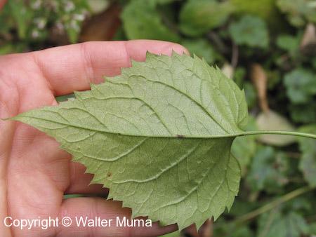 White Wood Aster (Eurybia divaricata) leaf