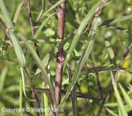 Willow Aster (Symphyotrichum praealtum) stem and leaves