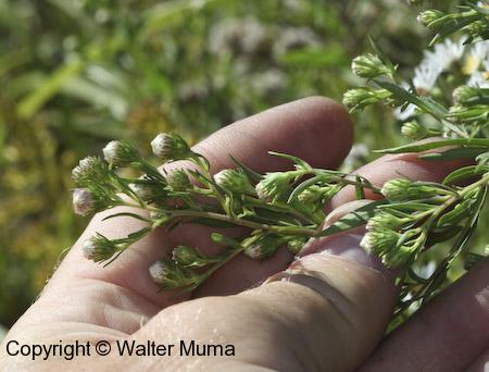 Willow Aster (Symphyotrichum praealtum) flower buds