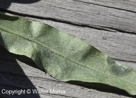 Ontario Aster (Symphyotrichum ontarionis) leaf